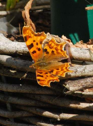 4910330906_498b77ab24