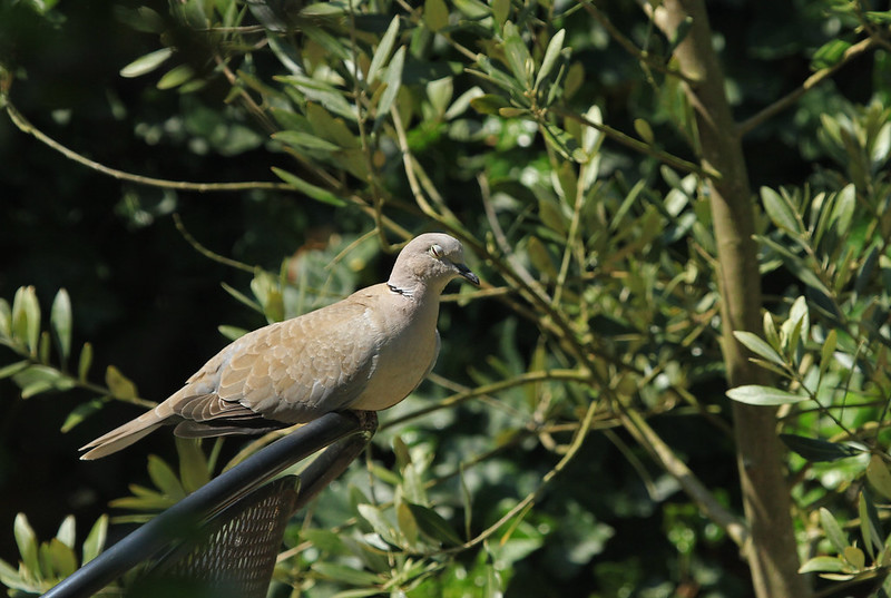 49871180628_575a45753c_c