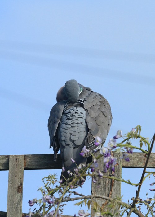 49871188083_5601f155bd_c