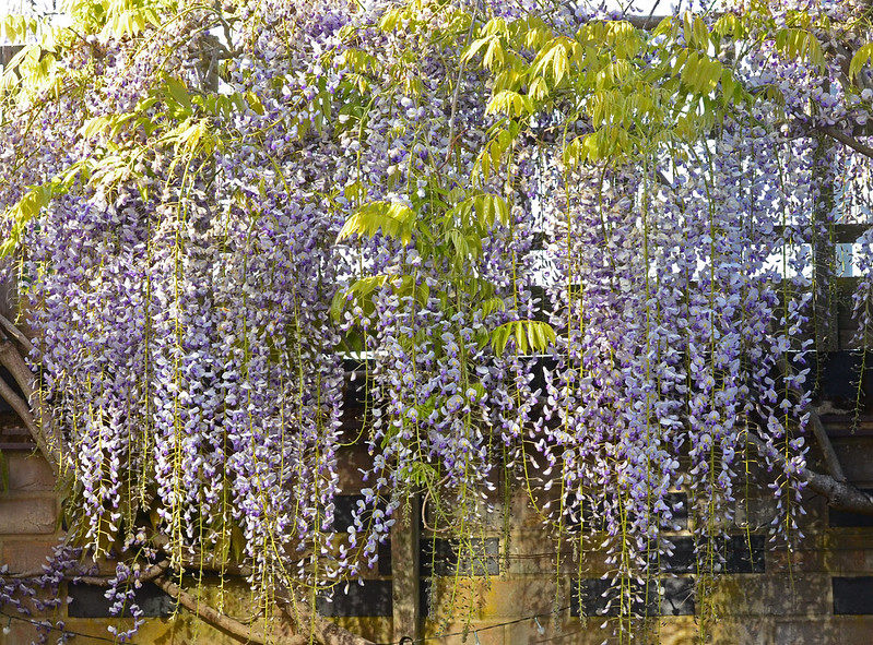 49871189203_d73b7ff92f_c