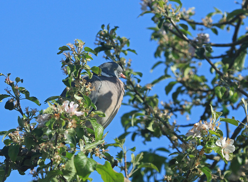 49872029342_e55e4a4386_c