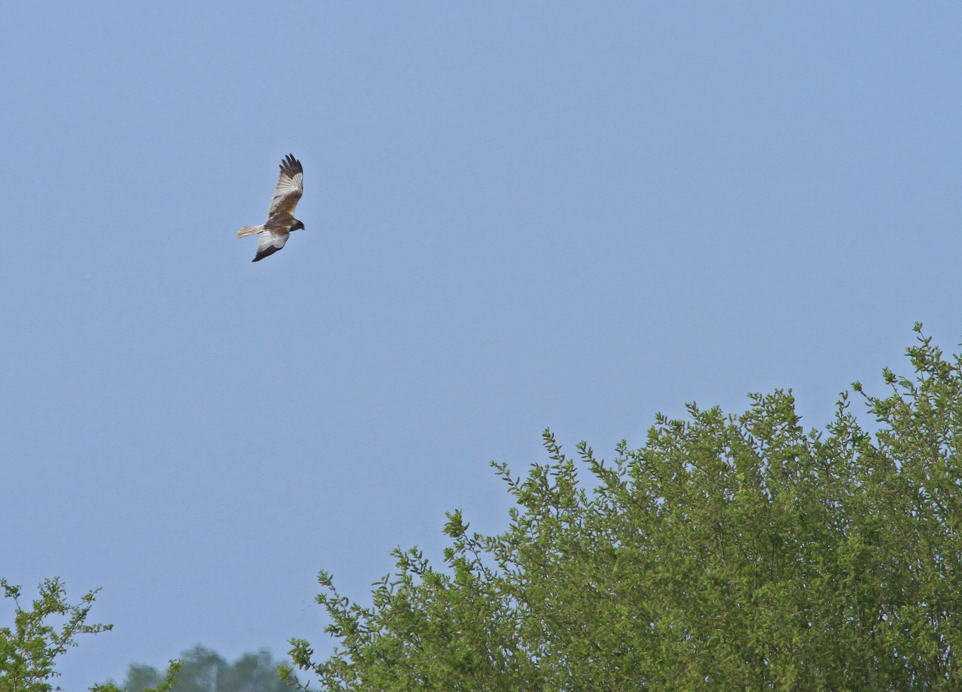 Marsh harrier Ouse Fen 18 Apr 2020_3040